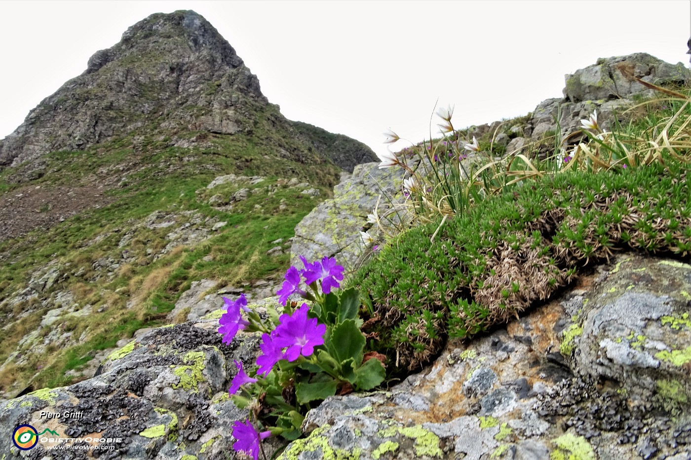 82 Primula irsuta  con parnassia palustre alla Bocchetta Triomen-Trbortoi.JPG
